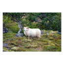 Recherche de bélier art Cornes