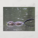Recherche de pour manger cartes postales Rongeur