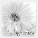 Recherche de gerber Gerbera daisy