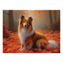 Recherche de shetland posters Chien mouton shetland