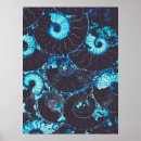 Recherche de nautilus posters Fossile