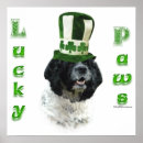 Recherche de de cocker art Spaniel américain