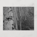 Recherche de bouleau blanc cartes postales Paysage