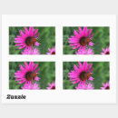 Recherche de faune et flore photographie Fleurs