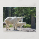 Recherche de chevre cartes postales Blanc