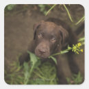 Recherche de solitude autocollants Nature