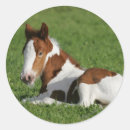 Recherche de gitane autocollants Cheval