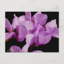 Recherche de cyclamen cartes postales Fleurs