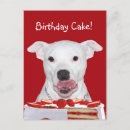 Recherche de anniversaire de bull terrier cartes invitations Bulle