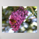 Recherche de buddleia Faune