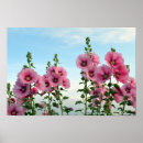 Recherche de hollyhock posters Fleurs