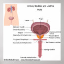 Recherche de organes internes posters Anatomie