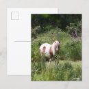Recherche de poneys shetland cartes postales Fleurs