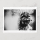 Recherche de oiseau libre cartes postales Poule