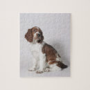 Recherche de springer spaniel puzzles Animal