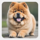 Recherche de chow chow autocollants Chien