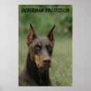 Recherche de doberman posters Canine