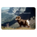 Recherche de râpe magnets Mouflon
