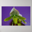 Recherche de orchidée blanche posters Tropical