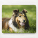 Recherche de shetland tapis souris Dehors
