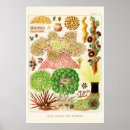 Recherche de la grande barrière de corail posters Illustration