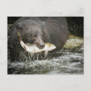 Recherche de comportement cartes postales Alaska