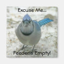 Recherche de geai bleu magnets Animal