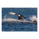 Recherche de fluke posters Bosse