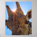 Recherche de girafe photographie Sauvage