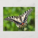 Recherche de papillon tigre cartes postales Papillons