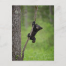 Recherche de fumée noire cartes postales Ours noir