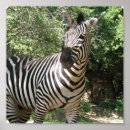 Recherche de rayures zèbre posters Zoo