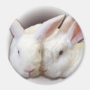 Recherche de le lapin blanc photographie Lapins