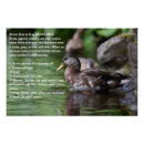 Recherche de canards posters Animaux