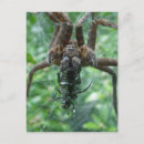 Recherche de arachnide cartes postales Nature