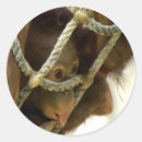 Recherche de orang outan de bébé autocollants Animal