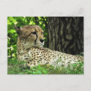 Recherche de jubatus Acinonyx jubatus