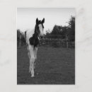 Recherche de poulain cartes postales Noir
