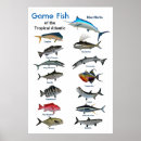 Recherche de poissons tropicaux posters Pour tous