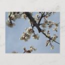 Recherche de fleur de prune cartes postales Japon