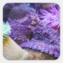 Recherche de plongée sous marine autocollants Poulpe