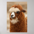 Recherche de alpaca posters Cute
