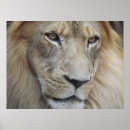 Recherche de regard de lion posters Afrique