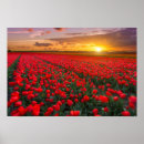 Recherche de champ de tulipe posters Pays bas