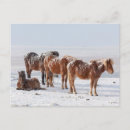 Recherche de chevaux et neige cartes postales Poney
