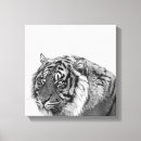 Recherche de toile de tigre Blanc