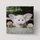 Recherche de porcelet badges Animal