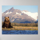 Recherche de ours brun posters Carnivore