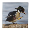 Recherche de griffe carreaux Oiseau