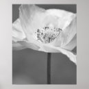 Recherche de pavot photographie Fleur